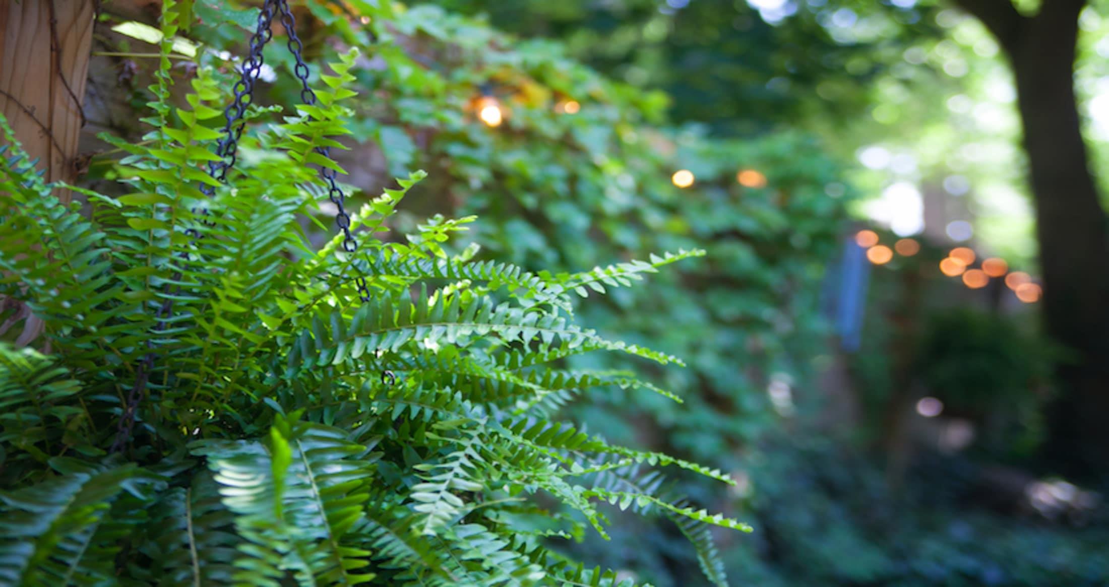 green-potted-fern-in-garden.jpg